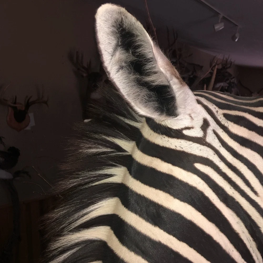 Taxidermy mature bull